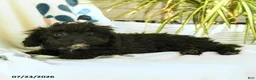 Toy Poodle dogs for sale: Quirk - Ad 8