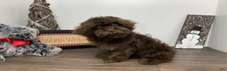Shihpoo dogs for sale: Teddy - Ad 3