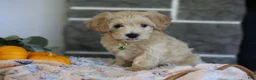 Maltipoo dogs for sale: Beanie - Ad 12