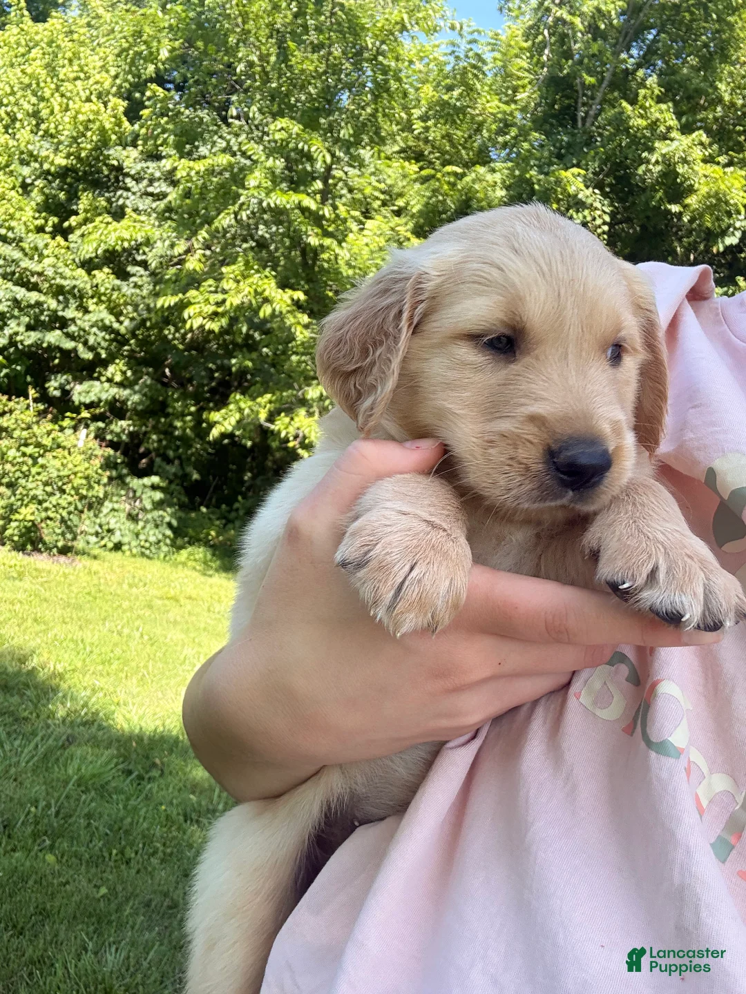 Golden Retriever dogs for sale: Mary - Ad 2
