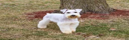 Miniature Schnauzer dogs for sale: Alex  - Ad 3