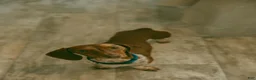 Dachshund dogs for stud: Opie stud - Ad 3