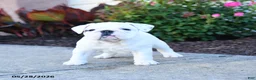 English Bulldog dogs for sale: Paisley - Ad 3