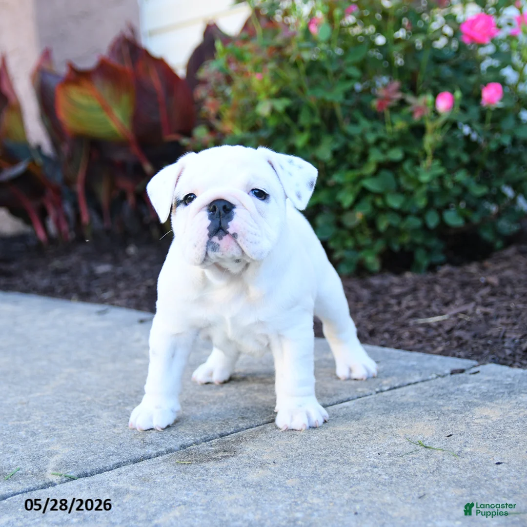 English Bulldog dogs for sale: Paisley - Ad 3