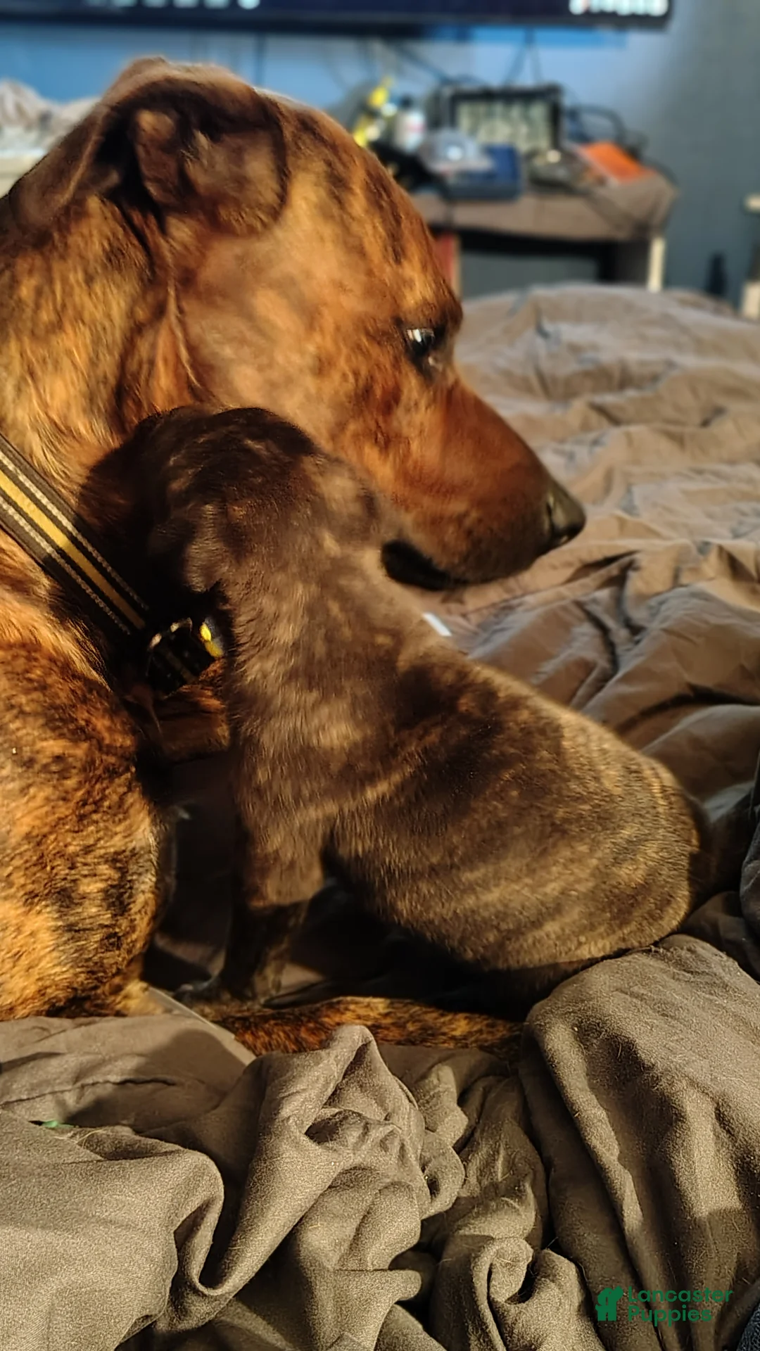 Mixed Breed dogs for sale: Stormy - Ad 5