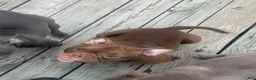 American Bully dogs for sale: Krillin - Ad 20