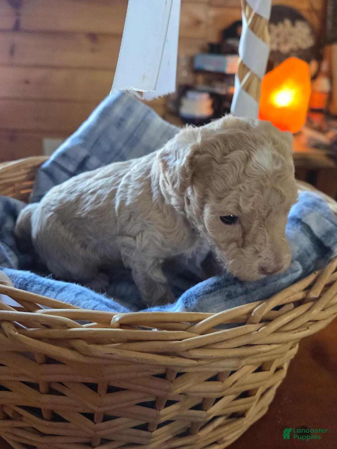 Toy Poodle dogs for sale: Toy Poodle 3 - Ad 2