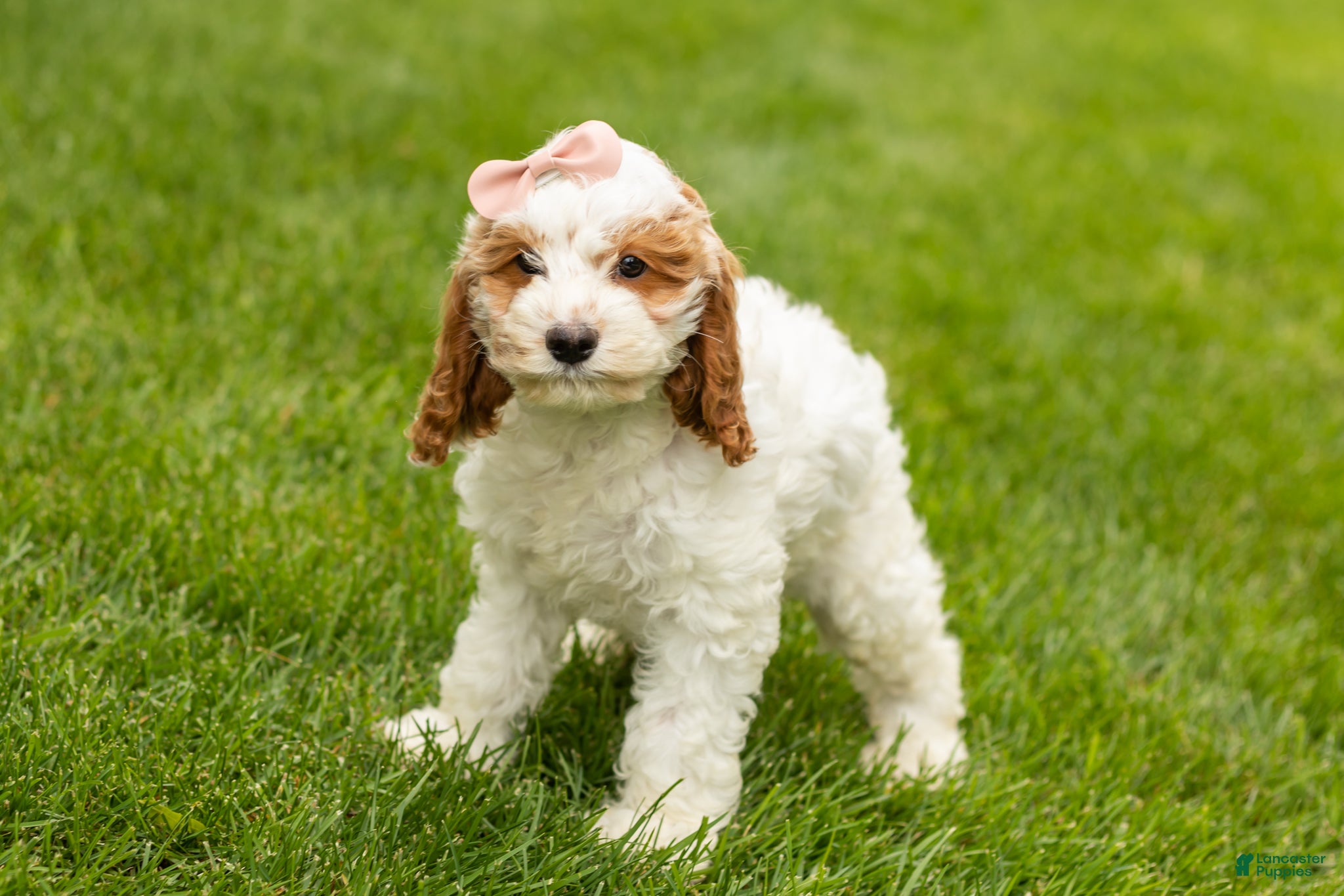 Cockapoo dogs Jasmine  - Ad 22