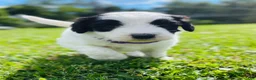 Sheepadoodle dogs for sale: Cookie  - Ad 11