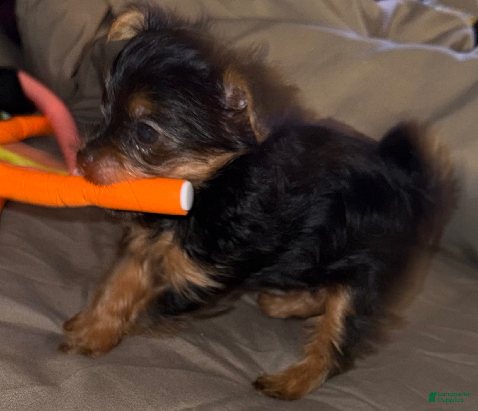 Yorkshire Terrier dogs Yorkshire Terrier 1 - Ad 1
