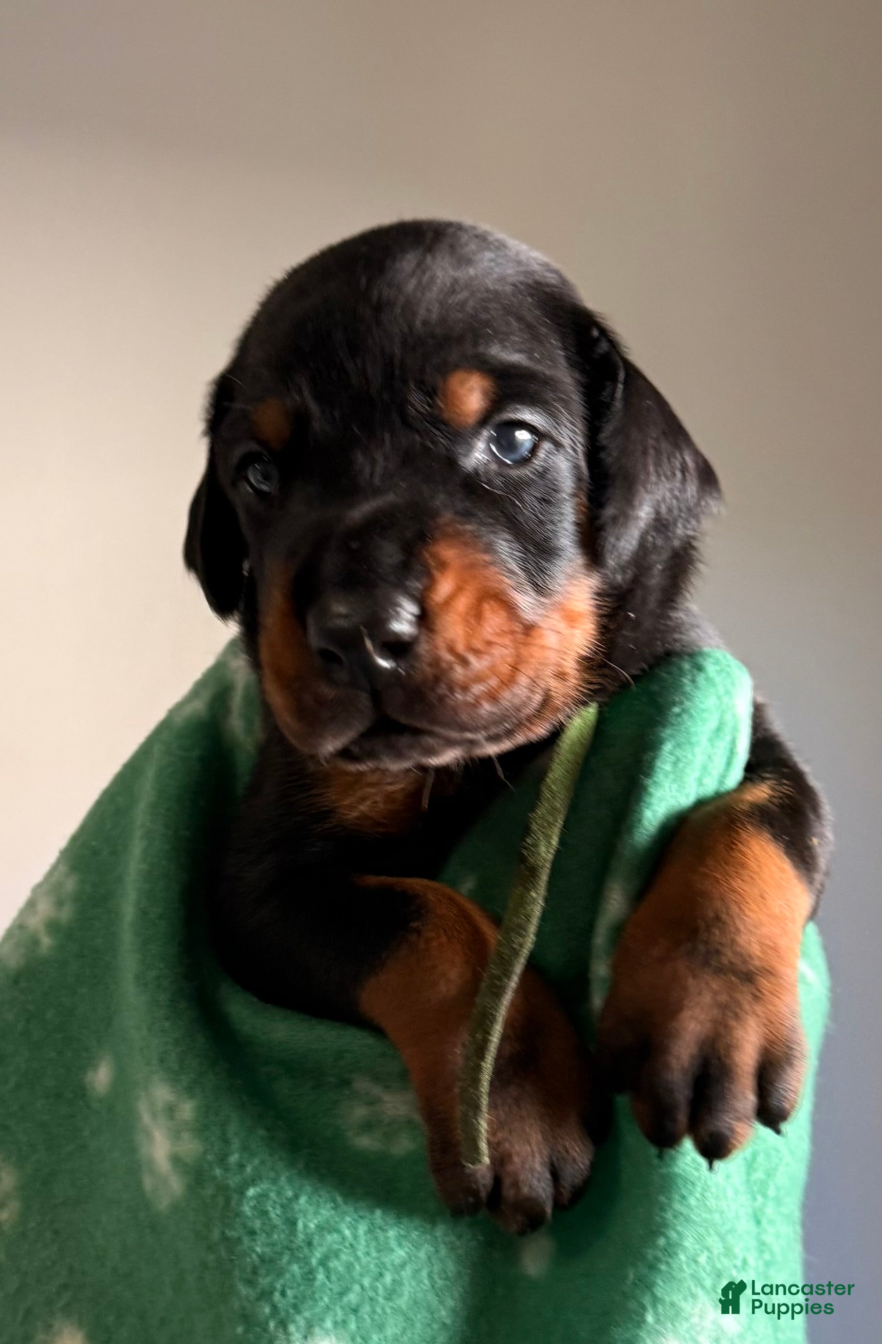 Doberman Pinscher dogs Atlas-Green Collar  - Ad 20