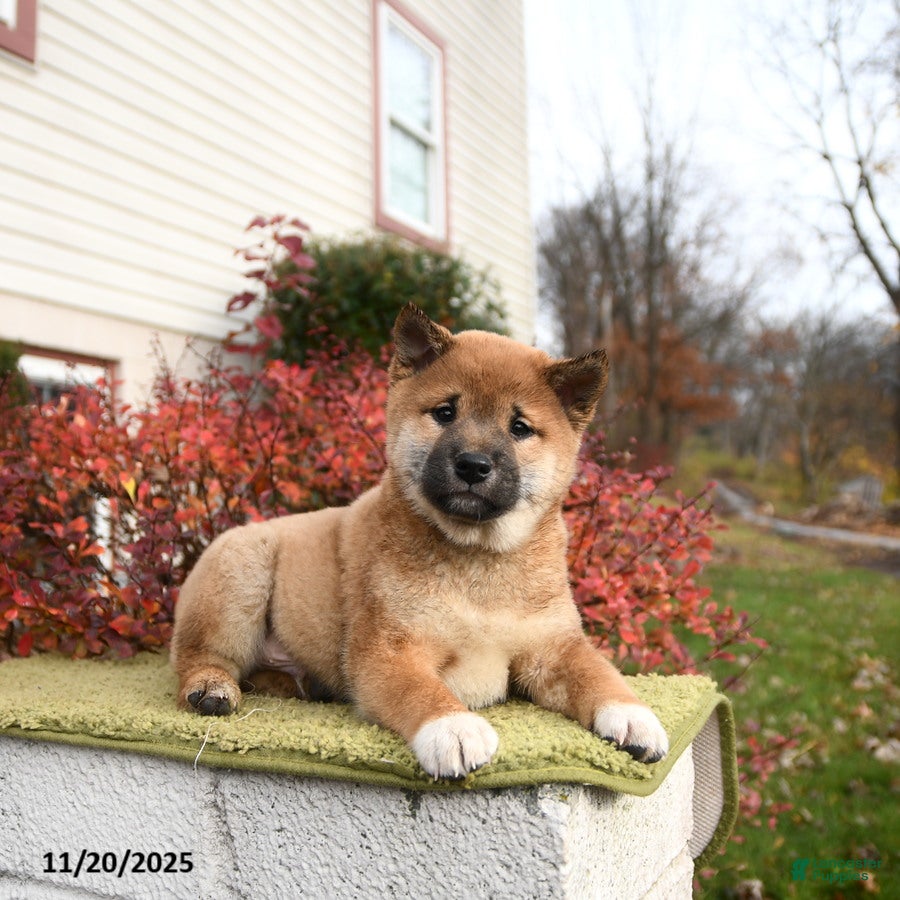 Shiba Inu dogs Franklin - Ad 2