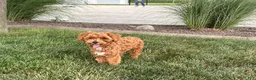Maltipoo dogs for sale: Maltipoo Puppy 4 male  - Ad 2