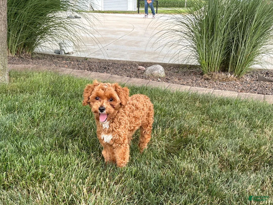 Maltipoo dogs for sale: Maltipoo Puppy 4 male  - Ad 2