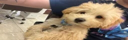 Bichpoo dogs for sale: Cooper - Ad 6