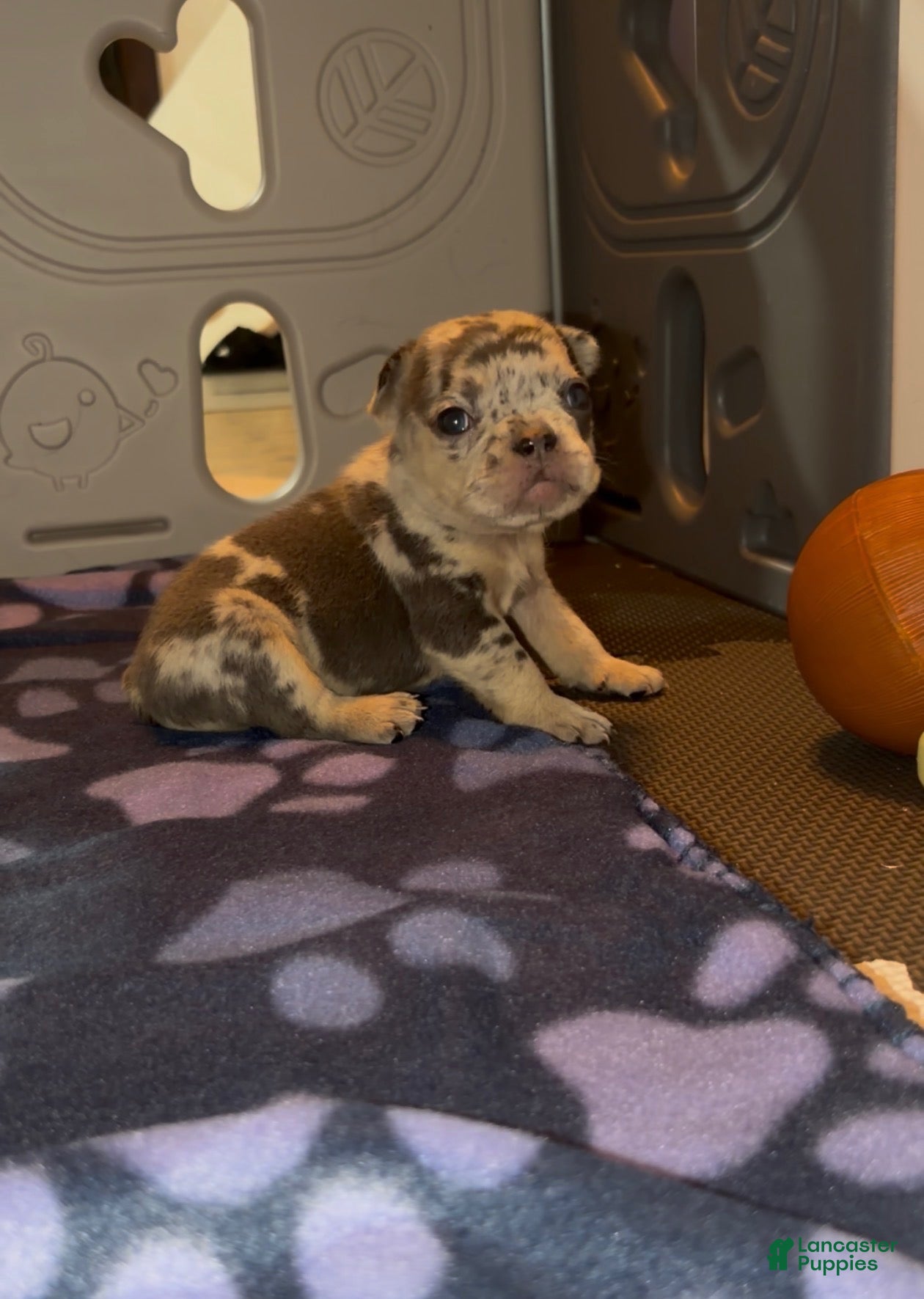 French Bulldog dogs French Bulldog 1 - Ad 41