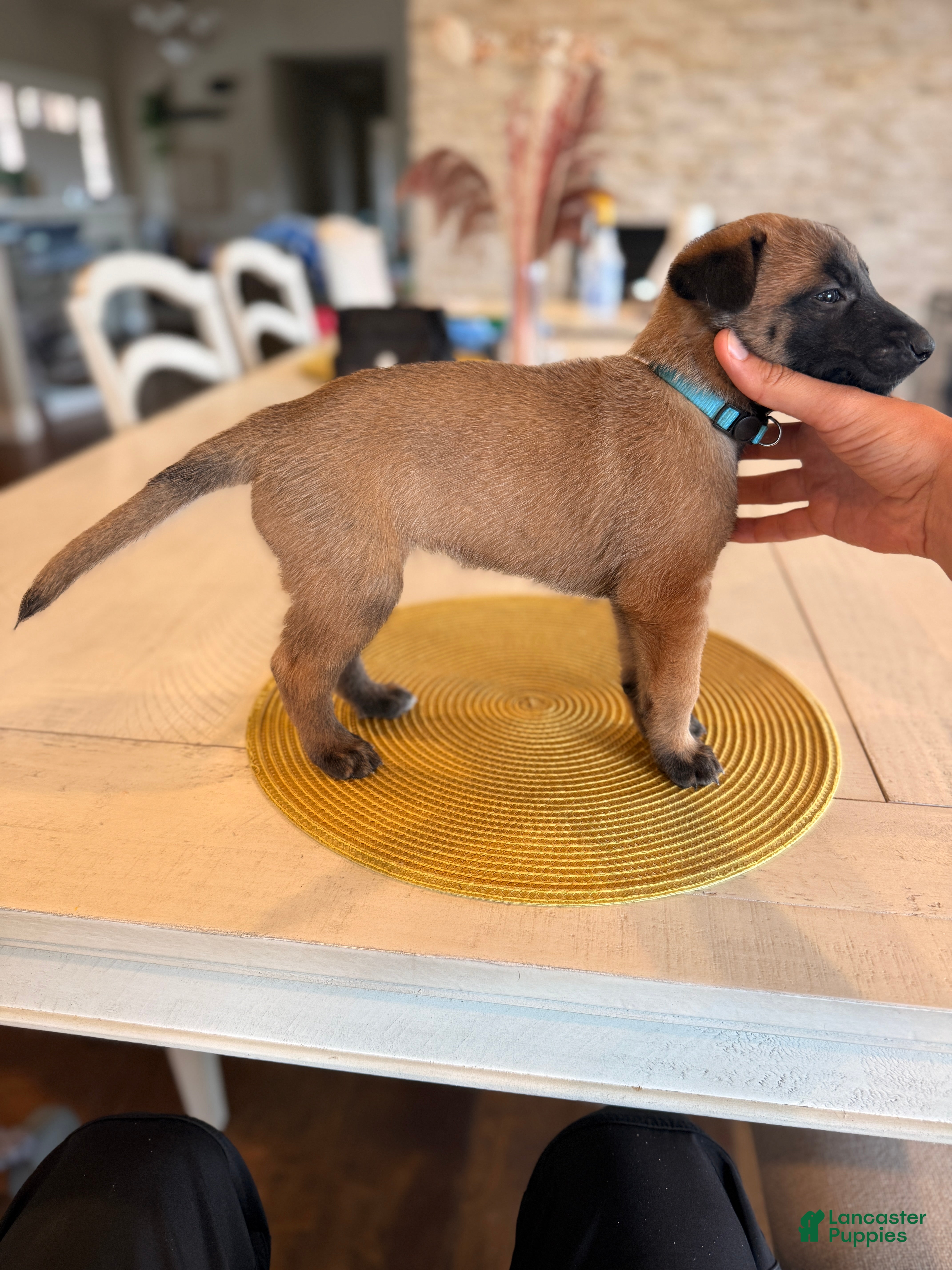Belgian Malinois dogs The Bride - Ad 2