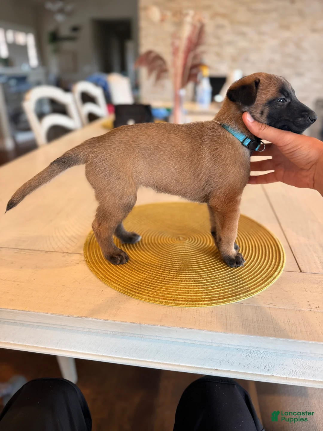 Belgian Malinois dogs for sale: The Bride - Ad 2