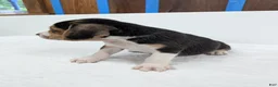 Beagle dogs for sale: Rangler - Ad 2