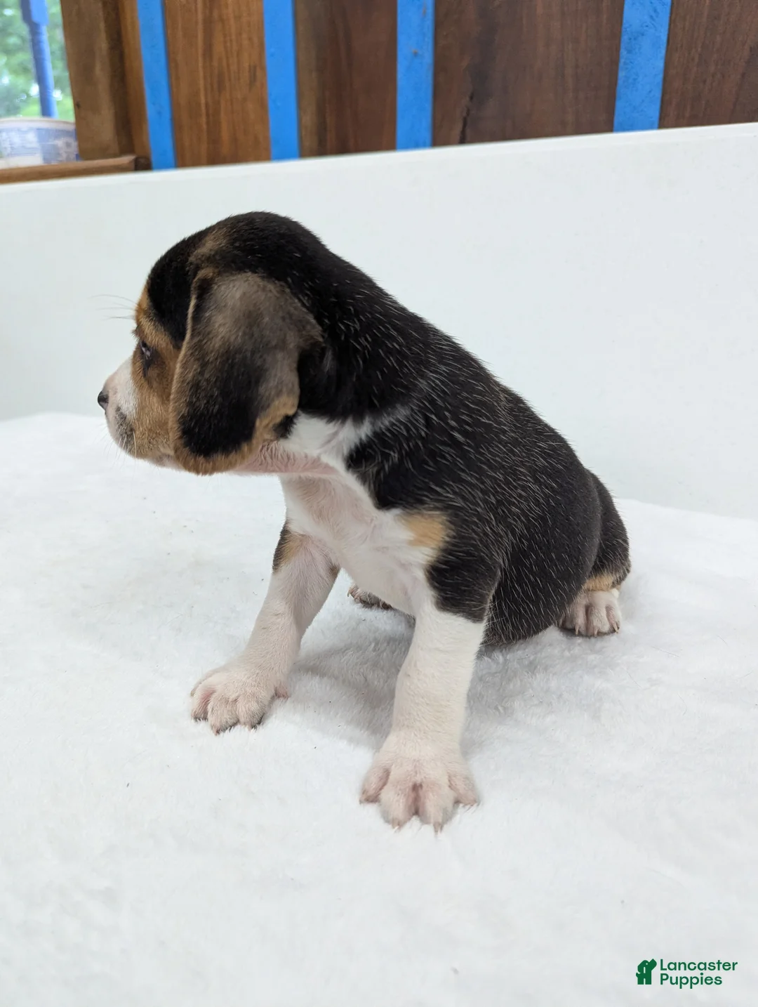 Beagle dogs for sale: Rangler - Ad 2