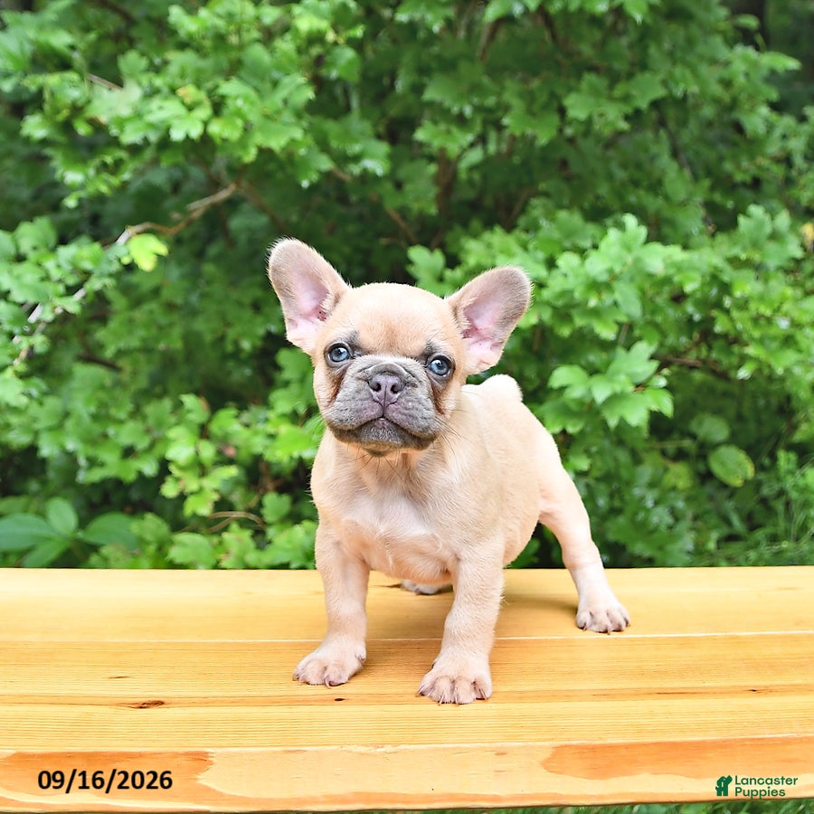 French Bulldog dogs Boone - Ad 1