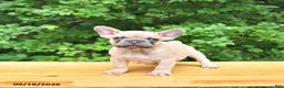 French Bulldog dogs for sale: Boone - Ad 1