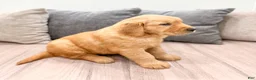 Golden Retriever dogs for sale: Jasper - Ad 8