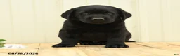 Labrador Retriever dogs for sale: Bubbles - Ad 3