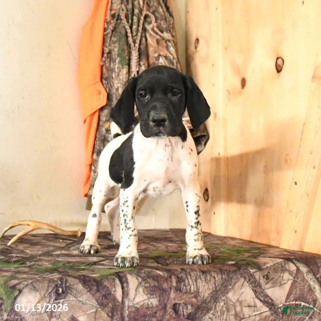 German Shorthaired Pointer dogs for sale: Hickory - Ad 5
