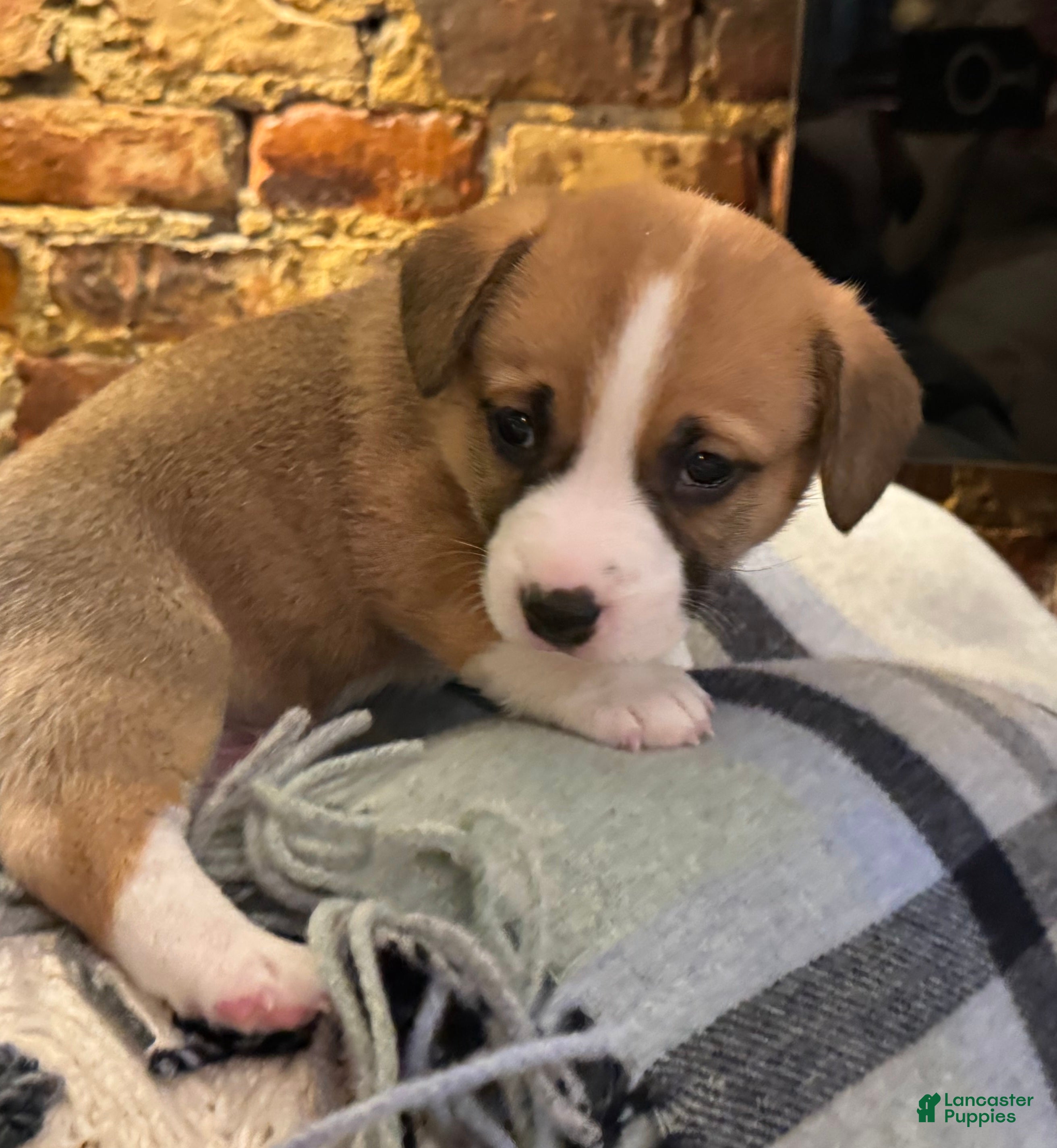 Mixed Breed dogs Indiana Jones - Ad 2