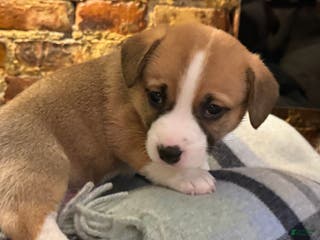 Mixed Breed dogs Indiana Jones - Ad 2