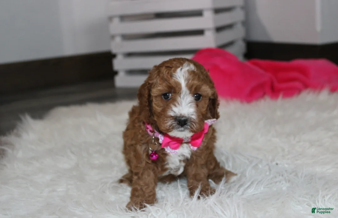 Cockapoo dogs for sale: Fiona  - Ad 1
