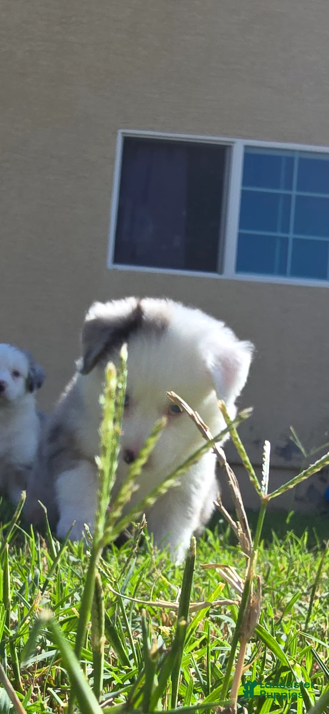 Australian Shepherd dogs for sale: Pebbles  - Ad 1