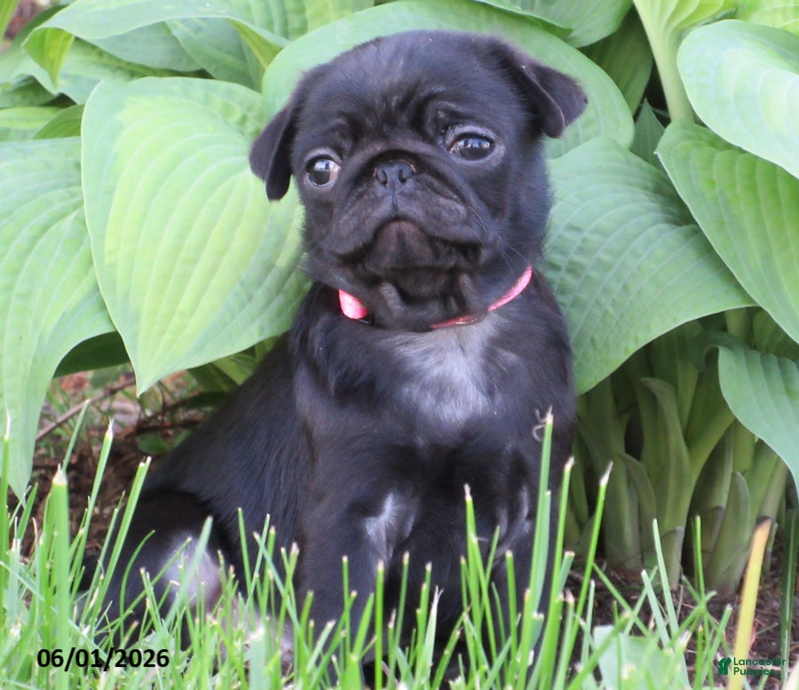 Pug dogs for sale: Lexie - Ad 1