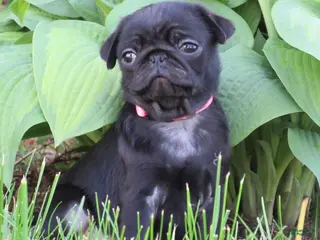 Pug dogs for sale: Lexie - Ad 1
