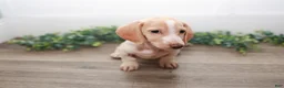 Miniature Dachshund dogs for sale: Mater - Ad 6
