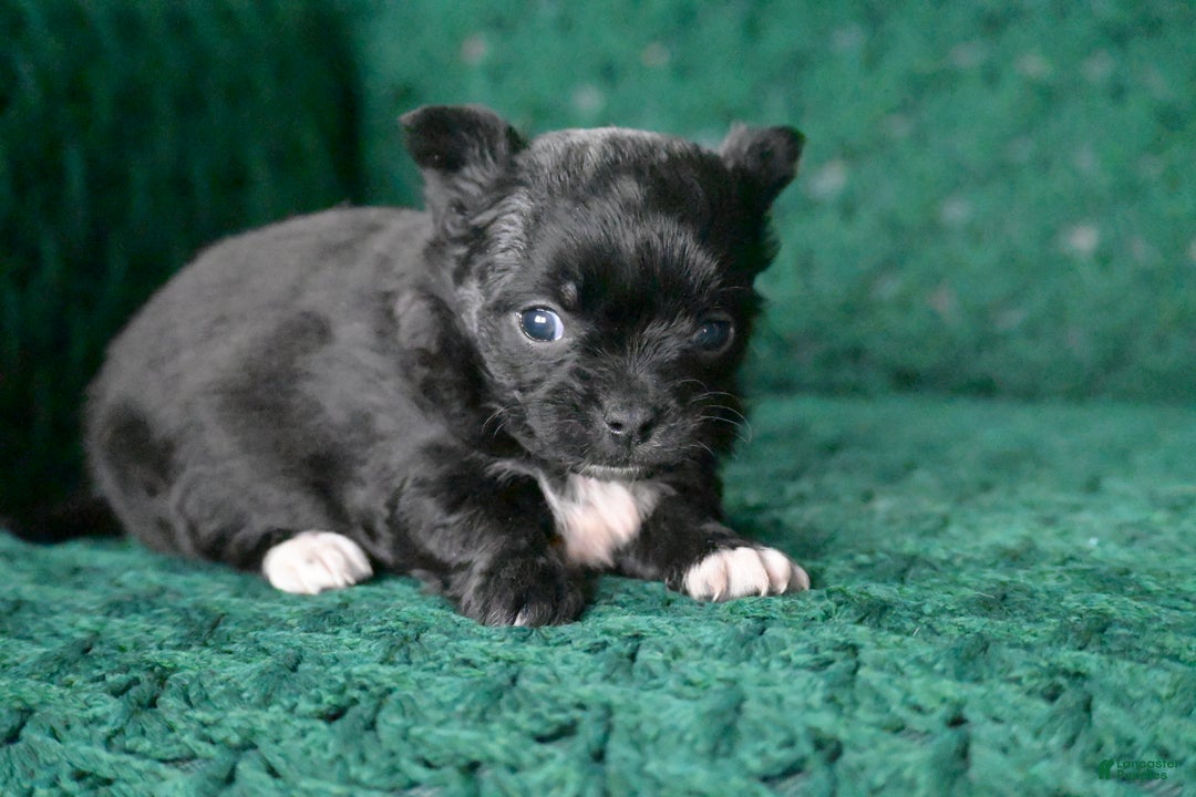 Chihuahua dogs for sale: Cooper - Ad 1