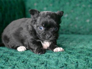 Chihuahua dogs Cooper - Ad 35