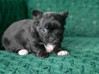 Chihuahua dogs Cooper - Ad 18