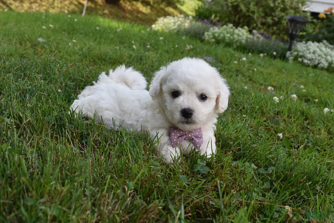 Cavachon dogs for sale: Theresa - Ad 1