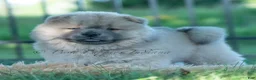 Chow Chow dogs for sale: Bouji - Ad 8