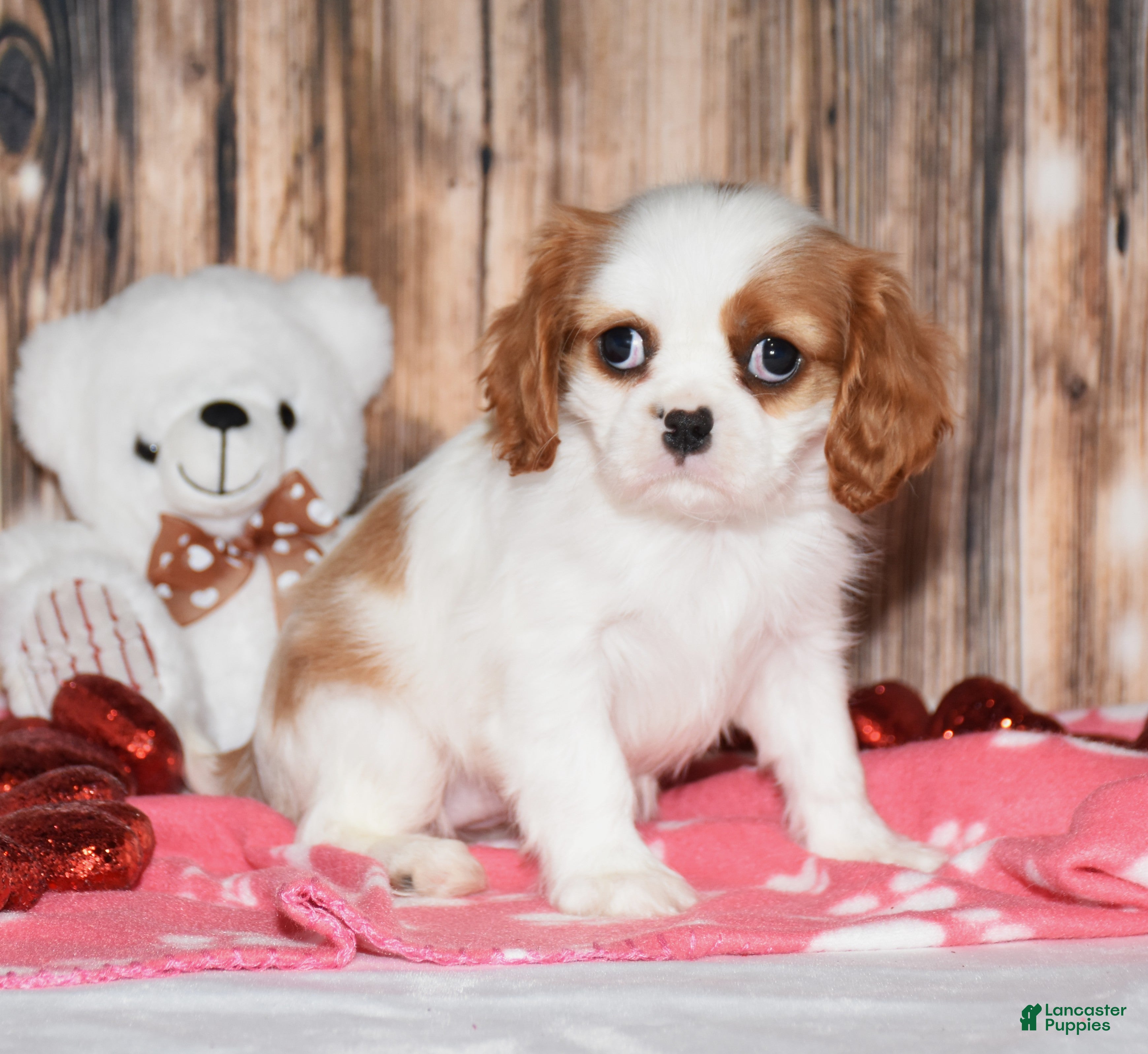Cavalier King Charles Spaniel dogs Dixie - Ad 39
