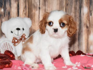 Cavalier King Charles Spaniel dogs Dixie - Ad 39