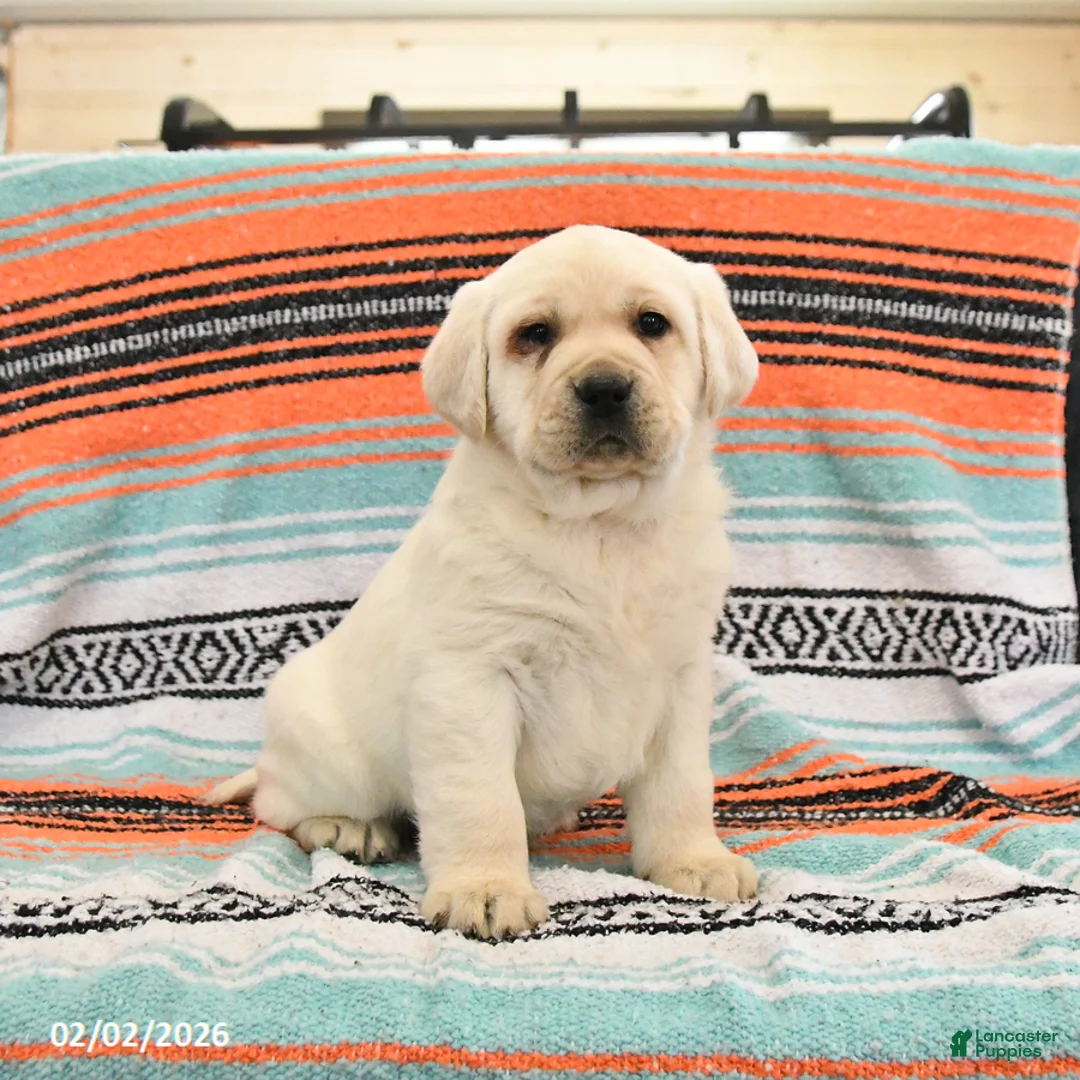 Labrador Retriever dogs for sale: Tonka - Ad 4