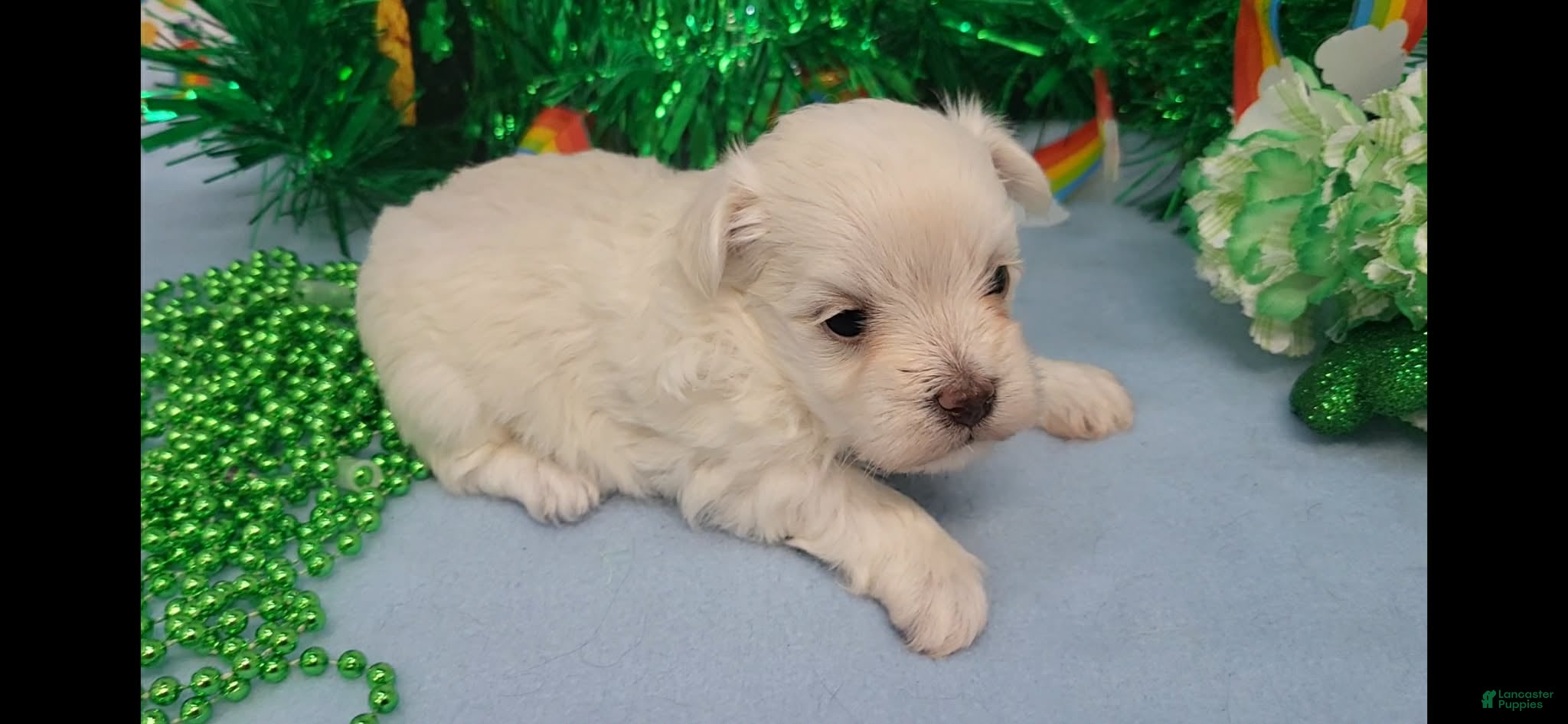 Maltese dogs Maltese Puppy 1 - Ad 1