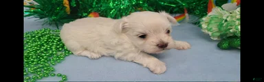 Maltese Puppy 1