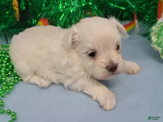 Maltese dogs for sale: Maltese Puppy 1 - Ad 3