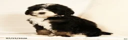 Bernedoodle dogs for sale: Linus - Ad 4