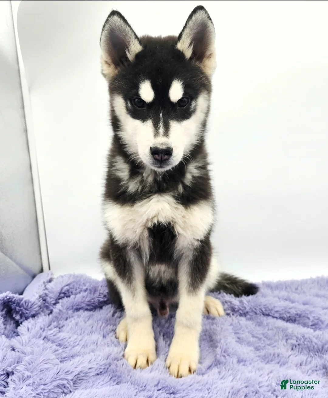 Siberian Husky dogs for sale: Titan - Ad 4