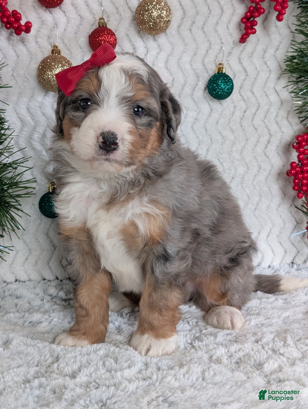 Mini Bernedoodle dogs for sale: Mini Bodie - Ad 6